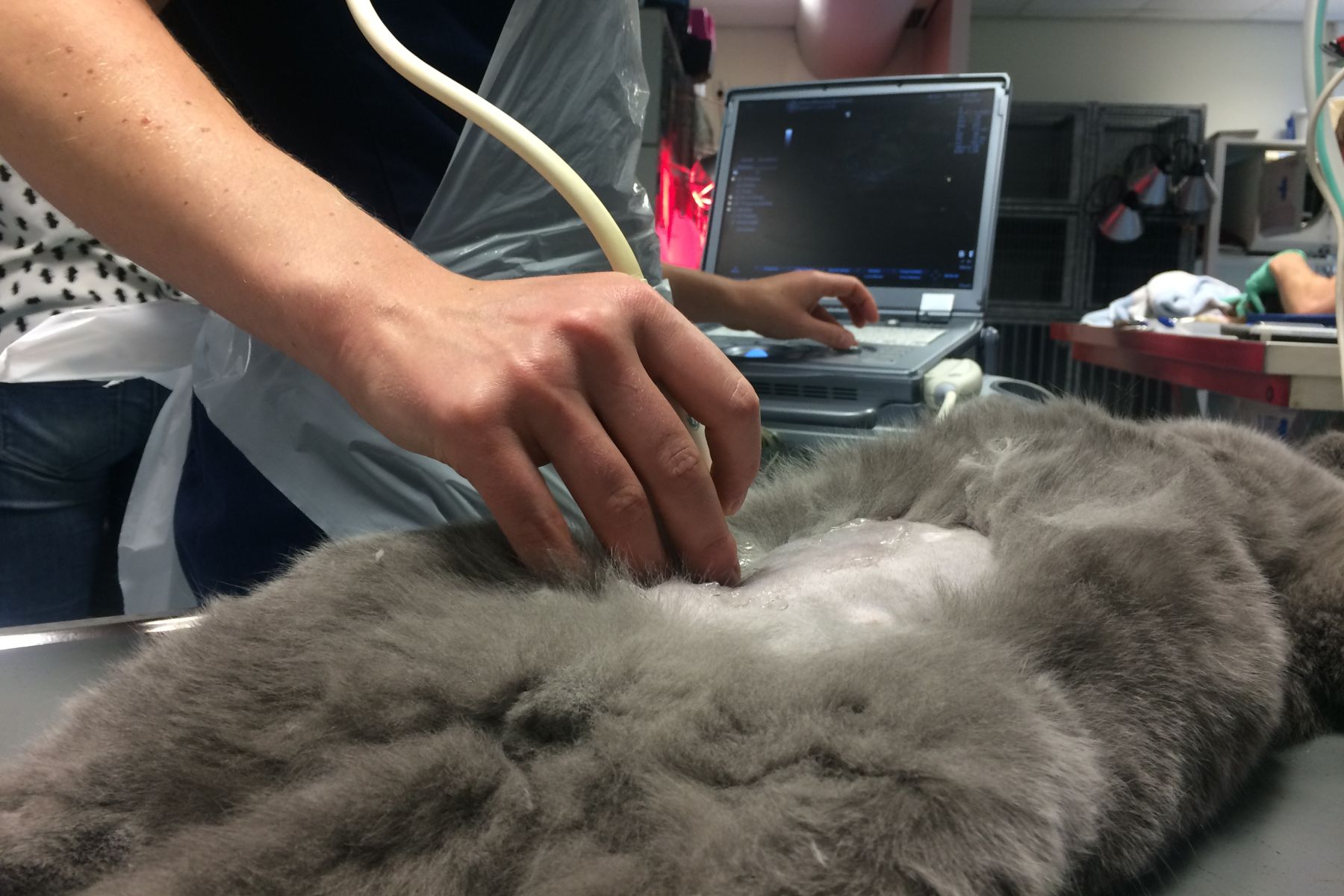 Cryptorchidie bij de hond en kat