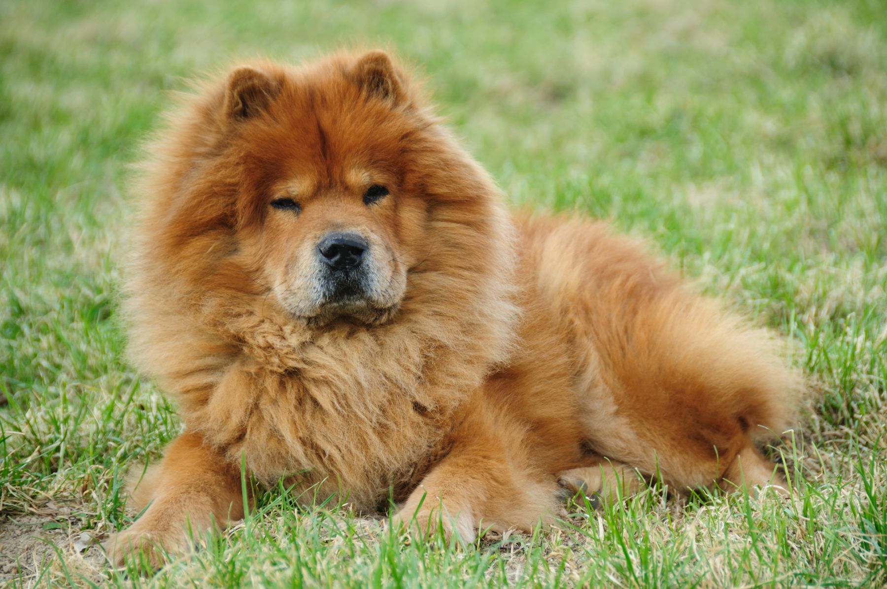 Chow Chow