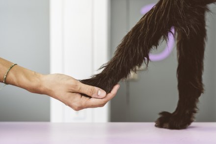 Dierenfysiotherapie na TTA/VKB - Dierenziekenhuis Rotterdam