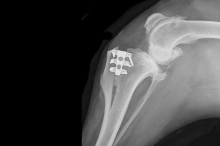 Dierenfysiotherapie na TTA/VKB - Dierenziekenhuis Rotterdam