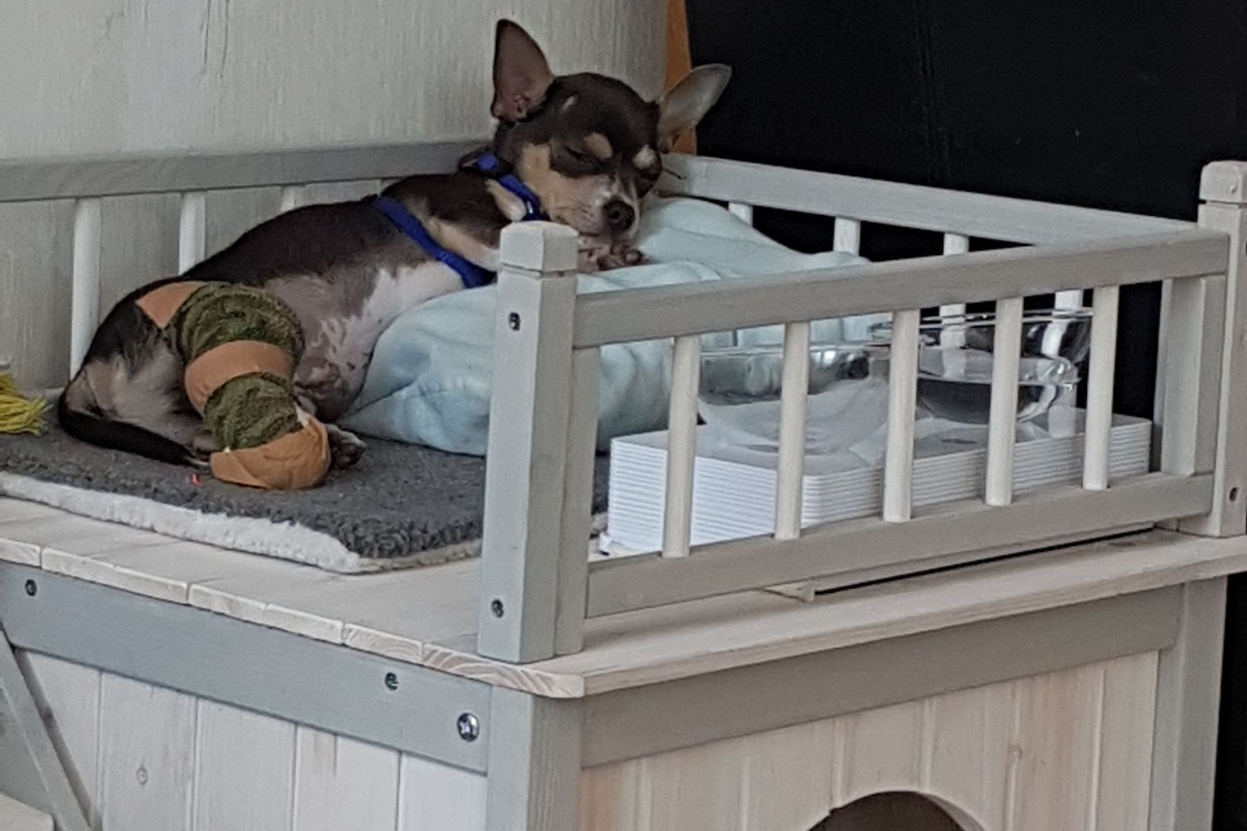 Gebroken poot hond Rocky