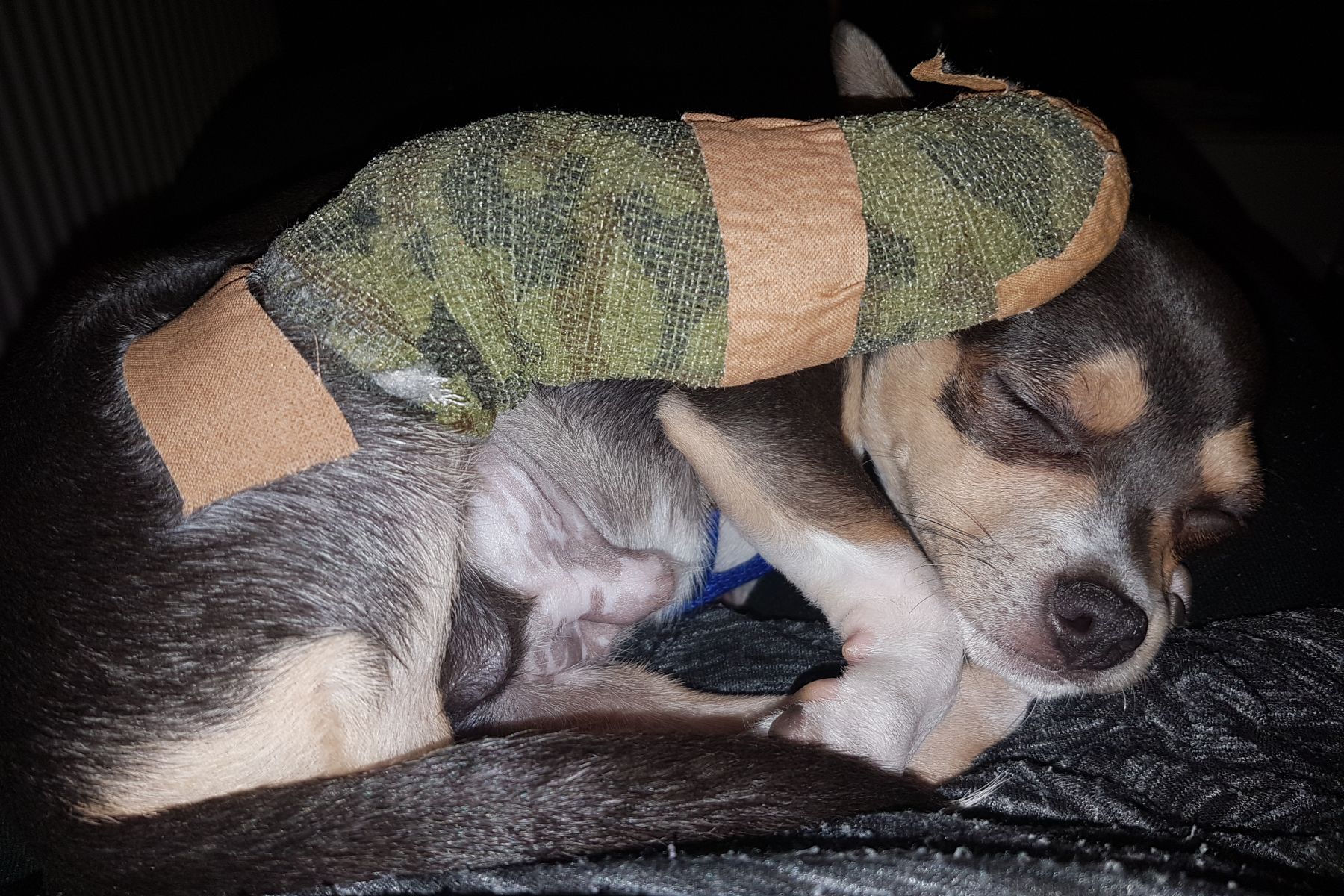 Gebroken poot hond Rocky