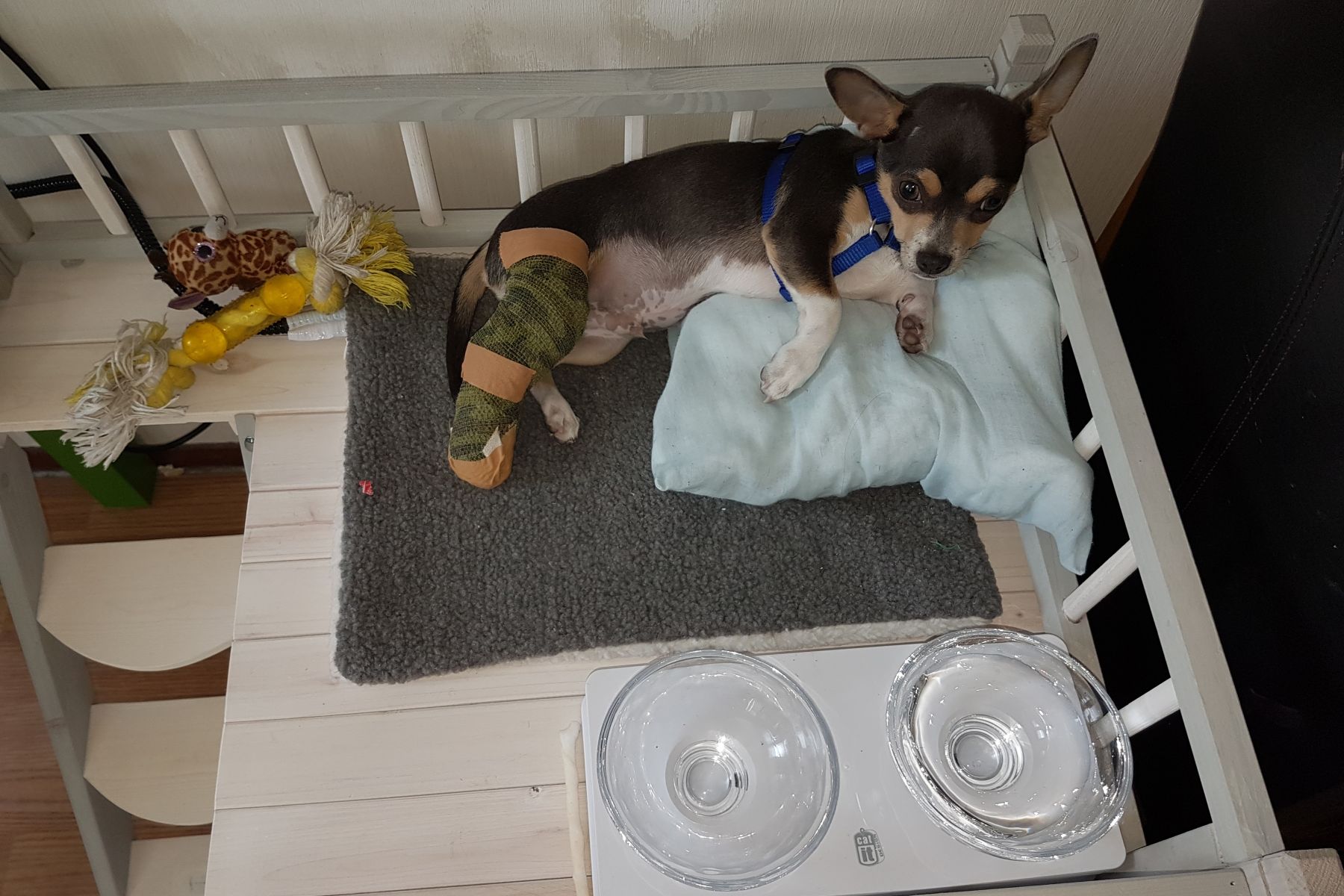 Gebroken poot hond Rocky