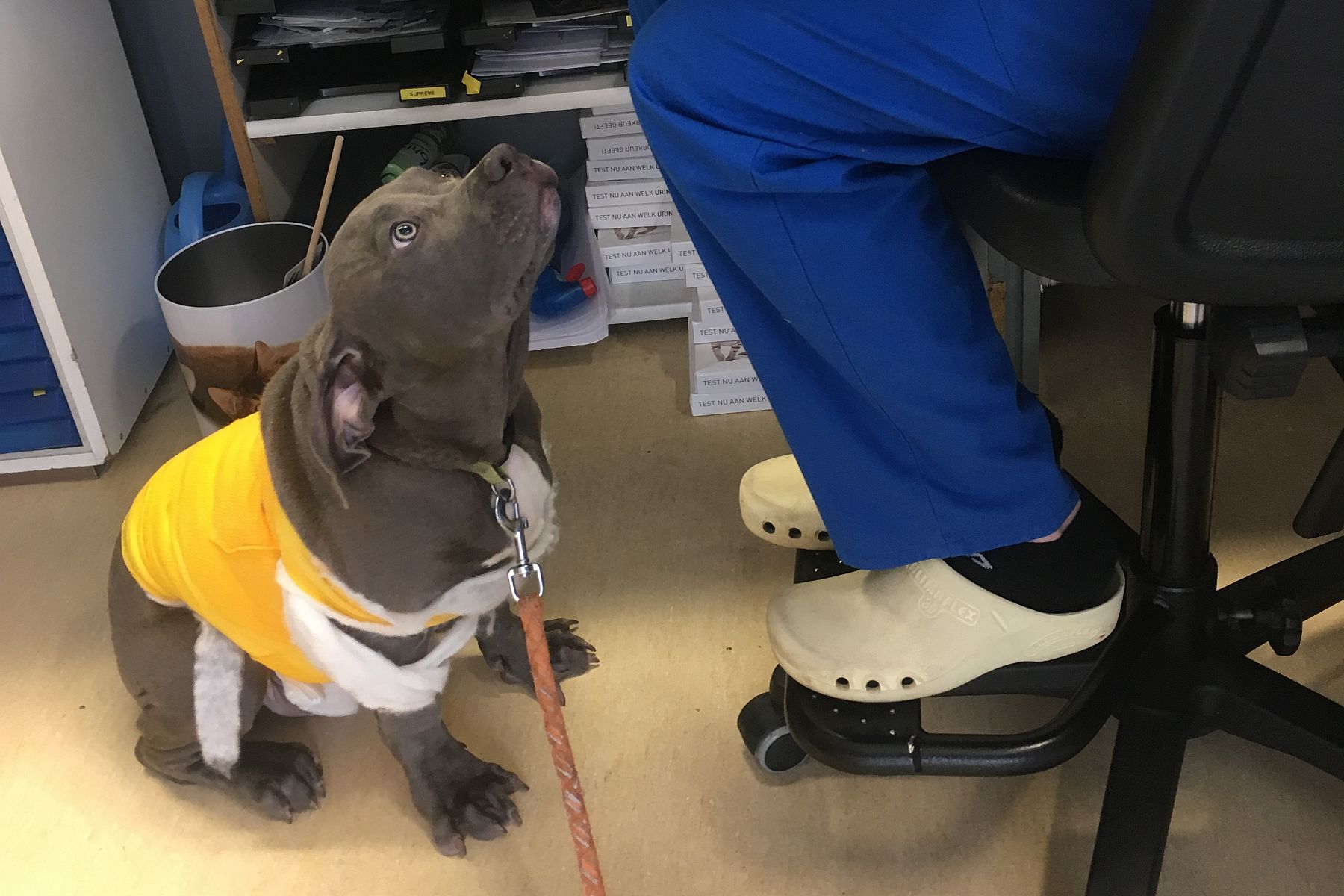 Maagperforatie wordt hond Bully Tank bijna fataal