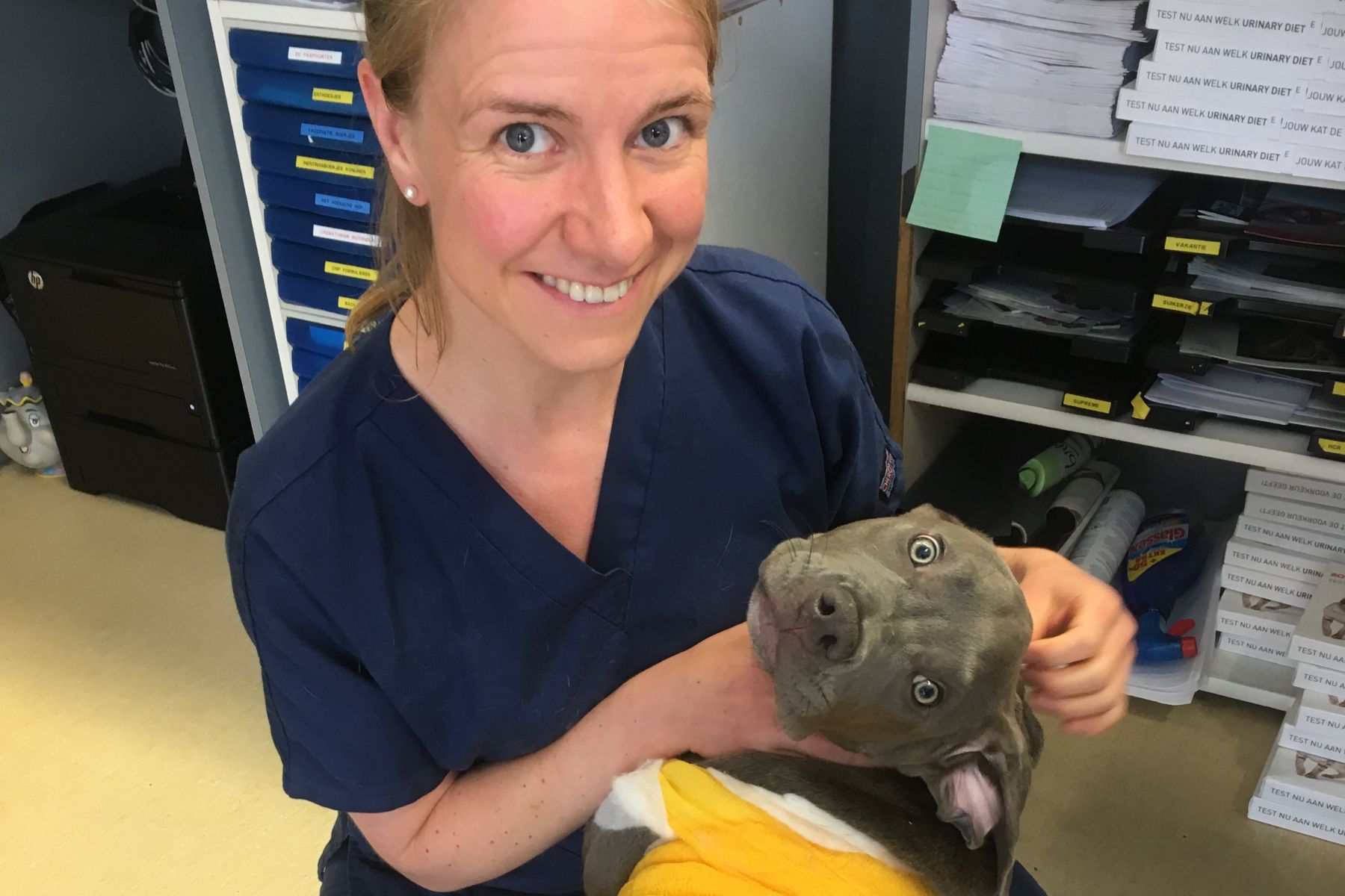 Maagperforatie wordt hond Bully Tank bijna fataal