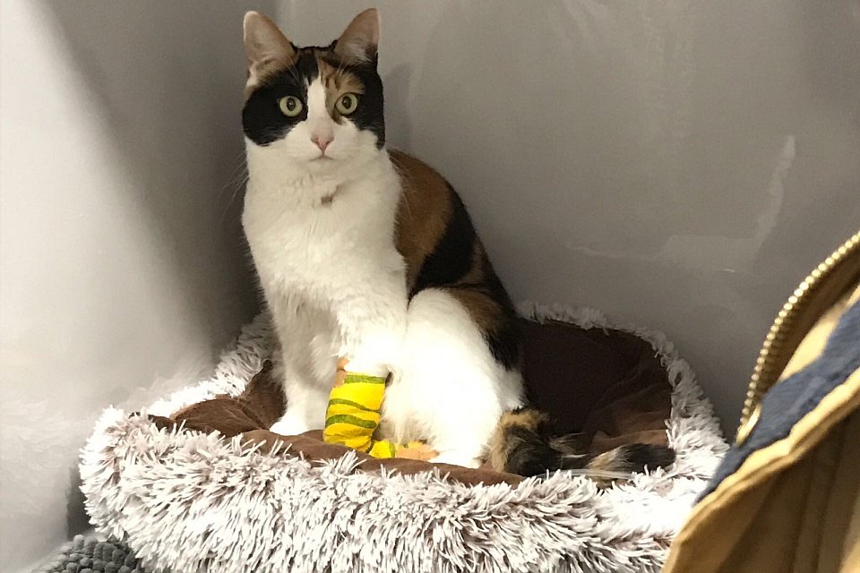 Kroelkat kaatje overvallen door acuut nierfalen