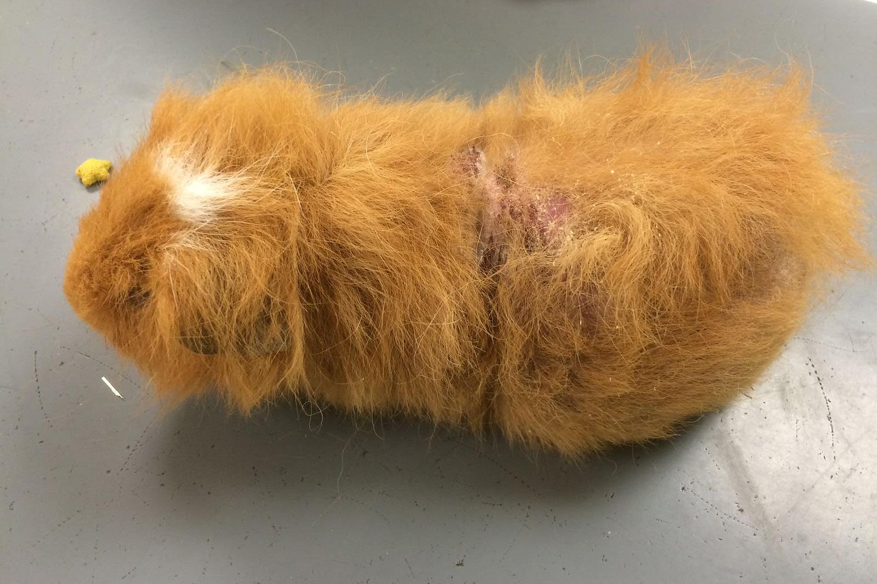 Cavia Poenya besmet met schurft