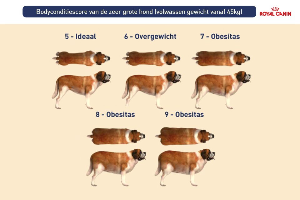 Bodyconditiescore van de zeer grote hond