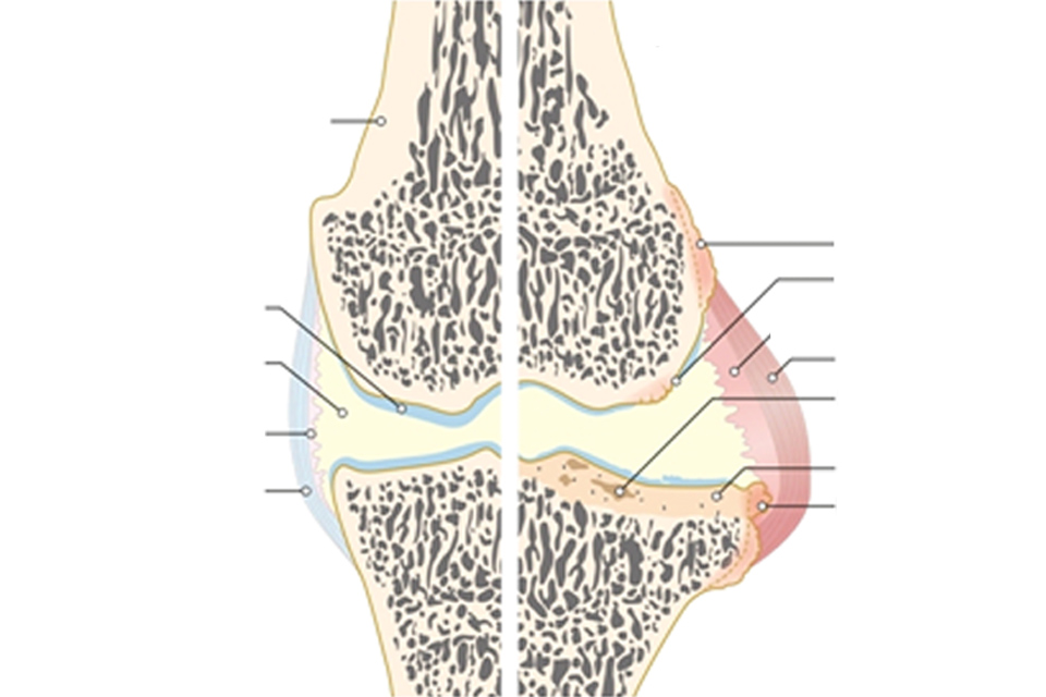 Wat is artrose bij dieren 